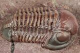 Red Proetid (Proetopeltis)Trilobite - Hamar Laghdad, Morocco #320894-2